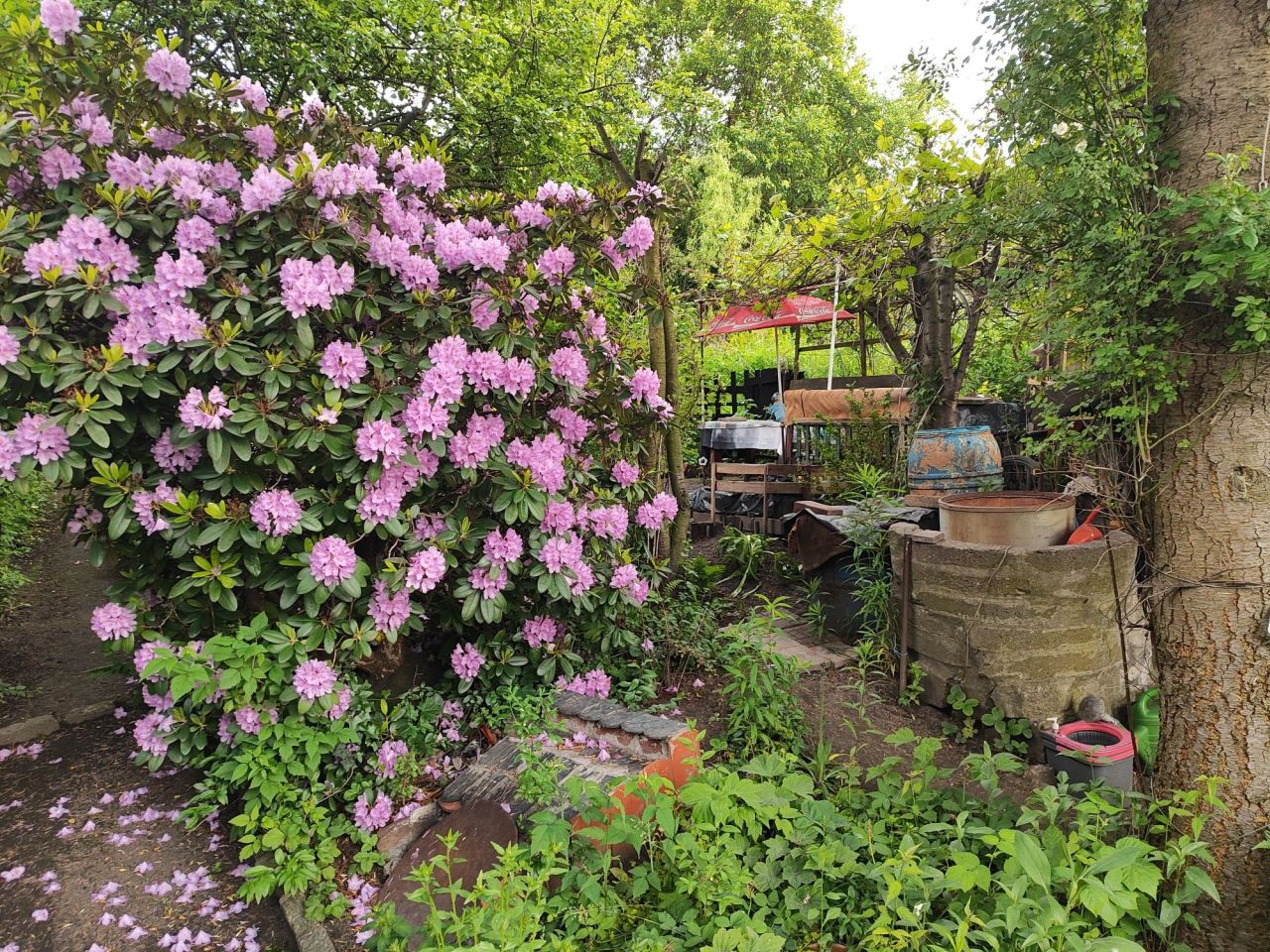 Działka rod Wałbrzych, ul. marsz. Józefa Piłsudskiego. Zdjęcie 6