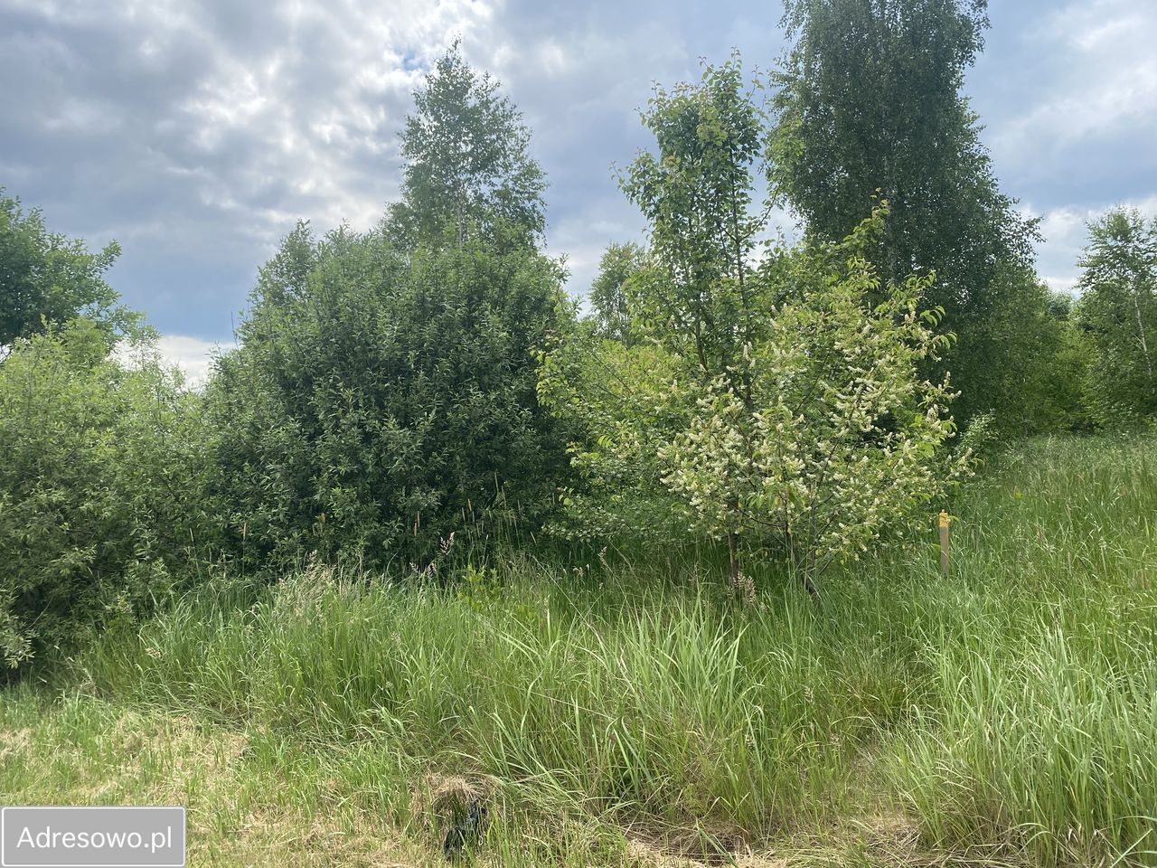 Działka rolno-budowlana Samsonów. Zdjęcie 3