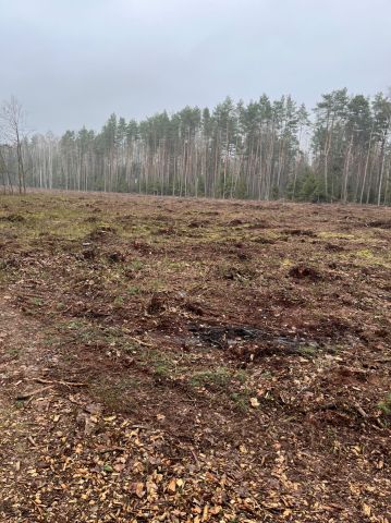 Działka leśna Czerwińskie. Zdjęcie 1