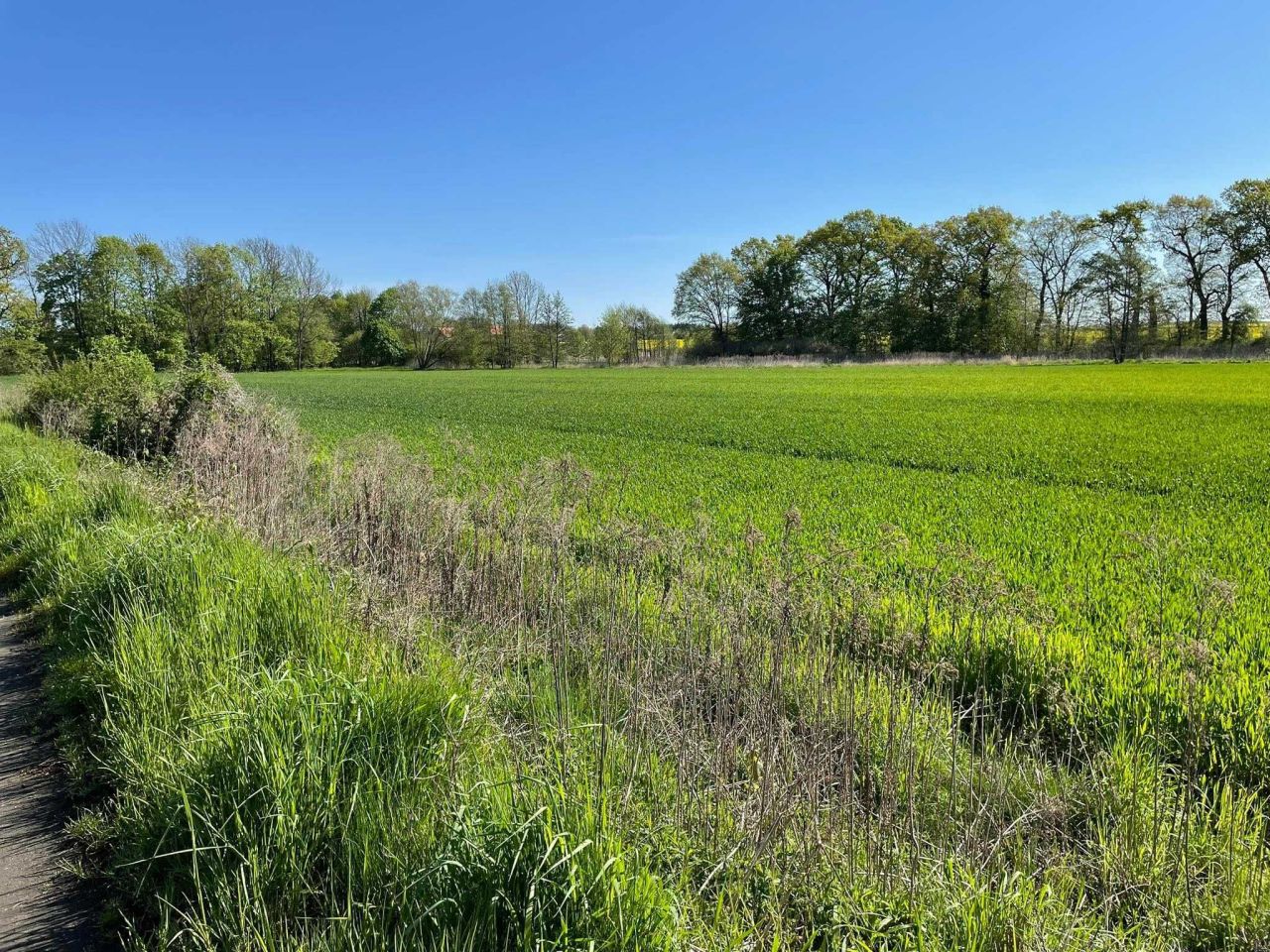 Działka siedliskowa Krzeczyn Mały. Zdjęcie 2