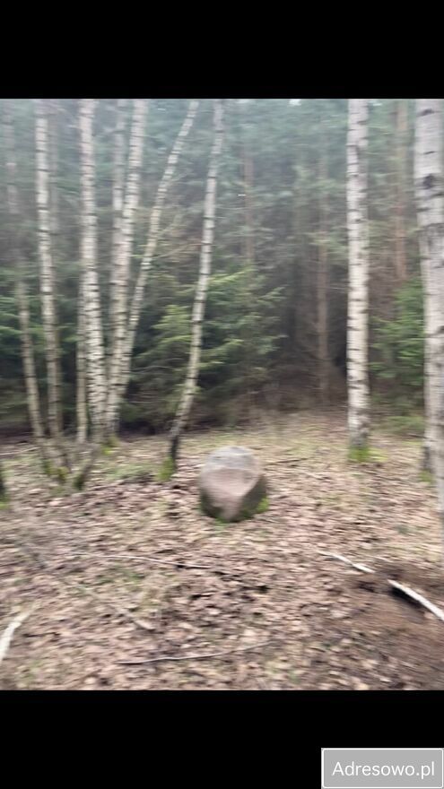 Działka leśna Górowo. Zdjęcie 7