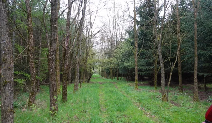 Działka leśna Ostrowice
