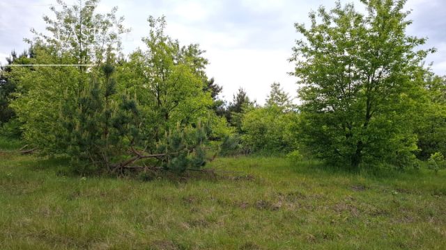 Działka inwestycyjna Myrcha. Zdjęcie 2