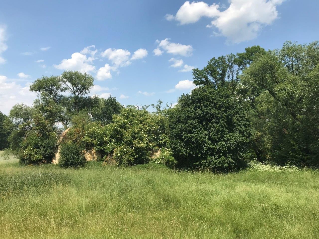 Działka leśna Gusin. Zdjęcie 8