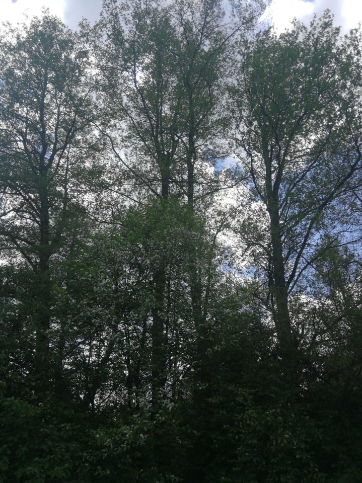 Działka rolno-budowlana Otwock. Zdjęcie 8