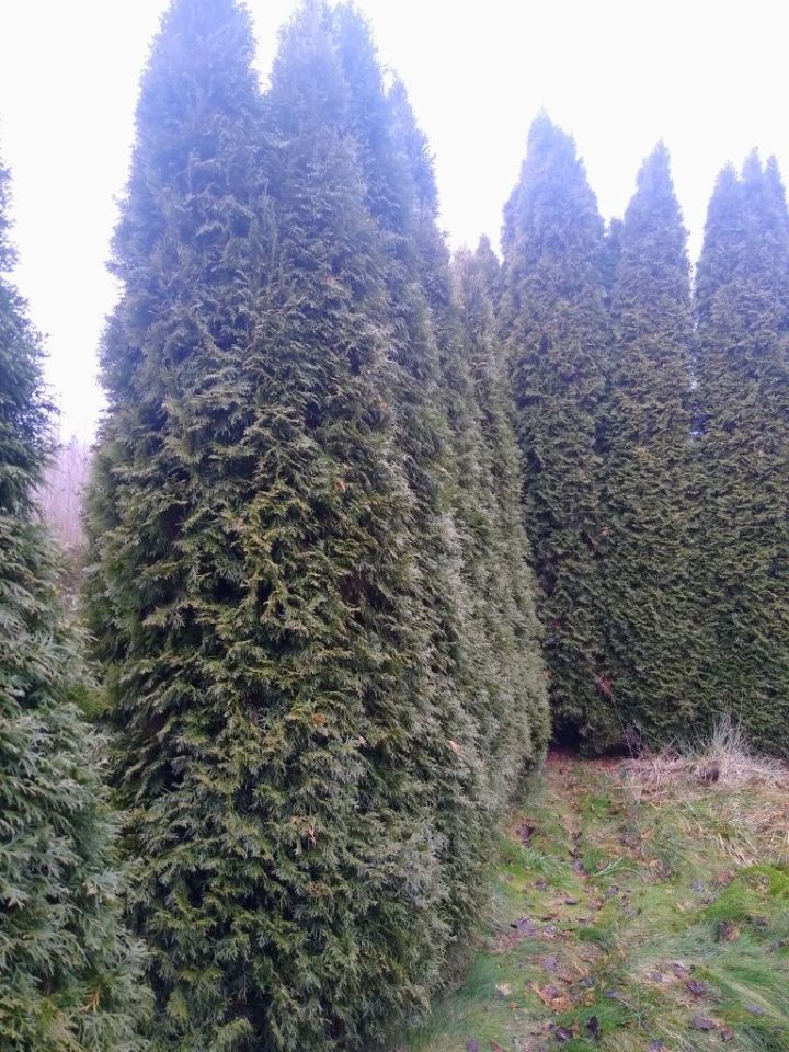 Działka rod Piła. Zdjęcie 8