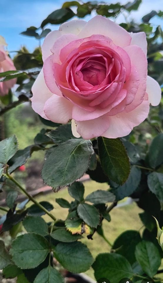 Działka rod Włocławek Lisek, ul. Jastrzębia. Zdjęcie 14