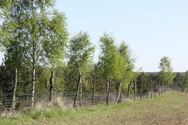 Działka rolna Rzęśnica. Zdjęcie 1