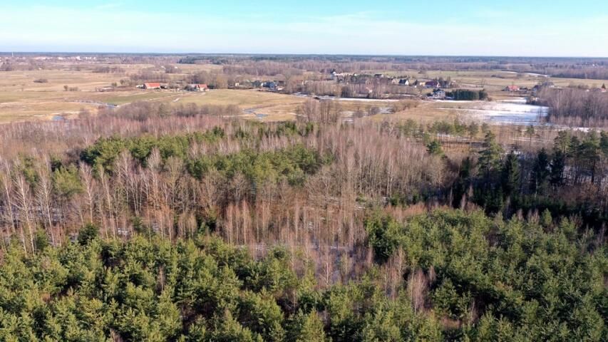 Działka leśna Grzegorze. Zdjęcie 10