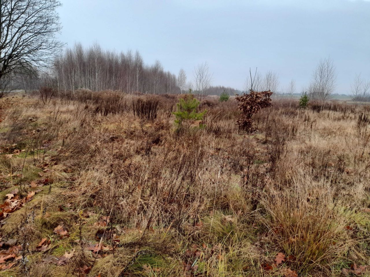 Działka budowlana Orzeszkowo Olszyna. Zdjęcie 7