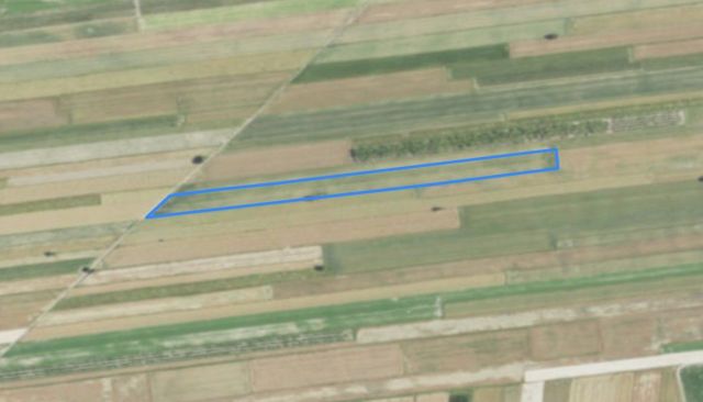 Działka rolna Rybczewice Pierwsze. Zdjęcie 1