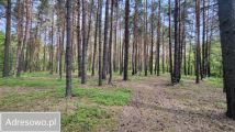 Działka leśna Łęg. Zdjęcie 2