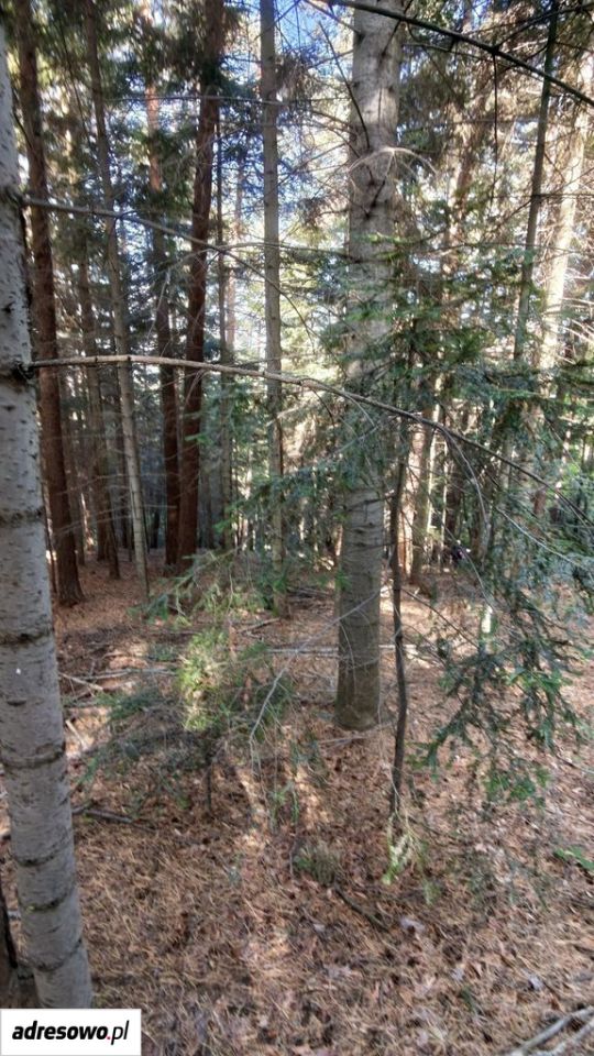 Działka leśna Wronowice. Zdjęcie 7