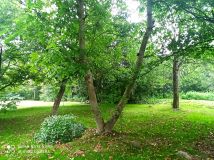 Działka siedliskowa Piotrków Drugi. Zdjęcie 3