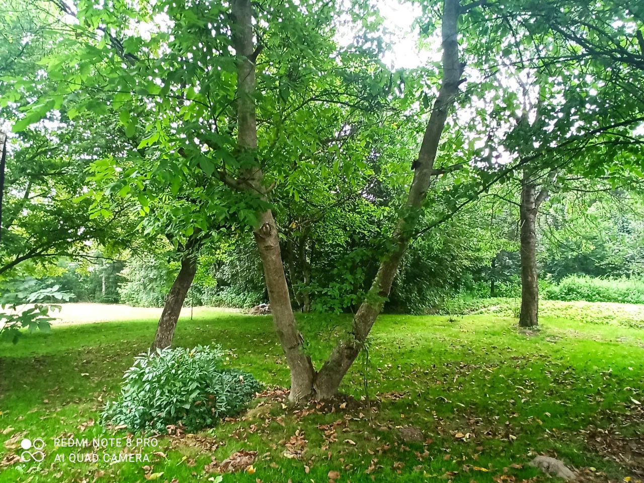 Działka siedliskowa Piotrków Drugi. Zdjęcie 4