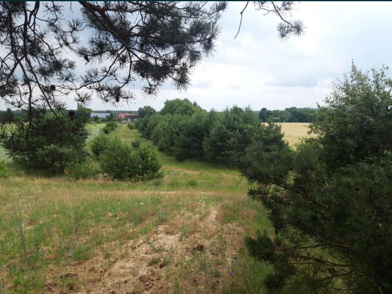Działka rolna Świerczyna. Zdjęcie 8