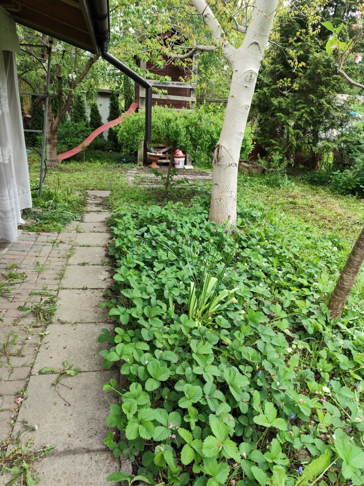 Działka rod Płock Ogrody, ul. Dobrzyńska. Zdjęcie 3