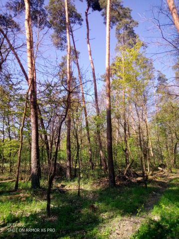 Działka leśna Adamów, ul. Rycerska. Zdjęcie 1