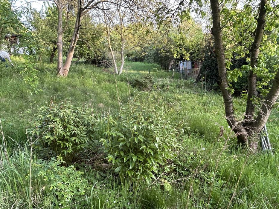 Działka rod Kalisz Majków, ul. Wał Bernardyński. Zdjęcie 6