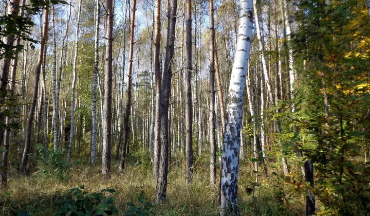 Działka rolno-budowlana Aleksandrów k. Wąsosza
