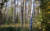 Działka rolno-budowlana Aleksandrów k. Wąsosza