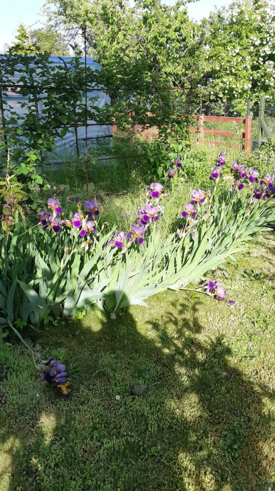 Działka rod Zielona Góra Centrum, ul. Andrzeja Struga. Zdjęcie 6