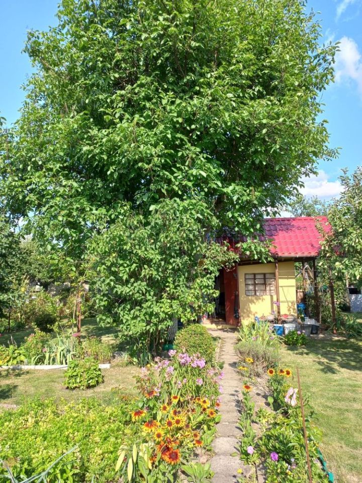 Działka rod Wrocław Psie Pole, ul. Bierutowska. Zdjęcie 5