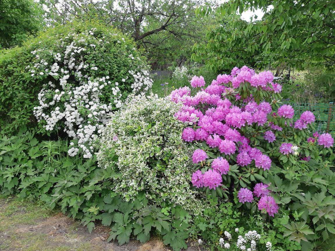 Działka rod Gdynia Mały Kack, ul. Witolda. Zdjęcie 4