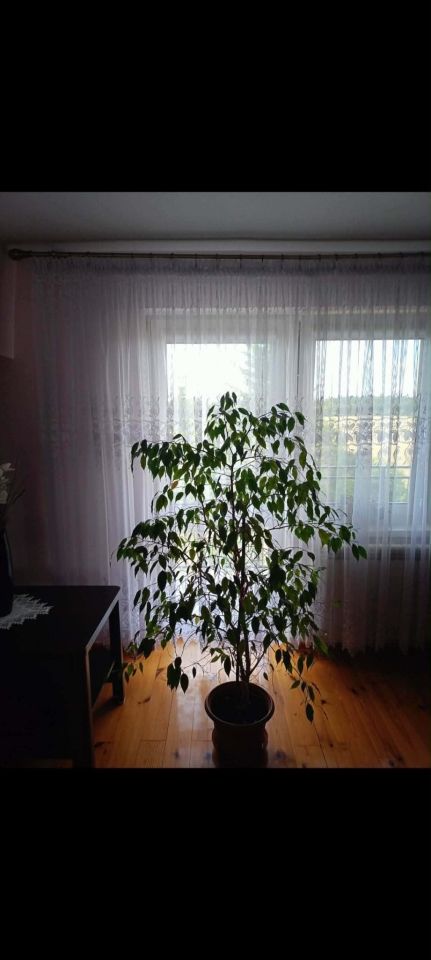 dom wolnostojący, 3 pokoje Wiktorowo. Zdjęcie 28