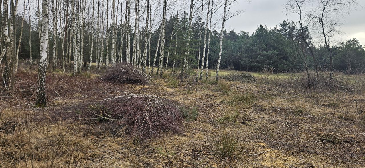 Działka budowlana Jadwisin. Zdjęcie 3