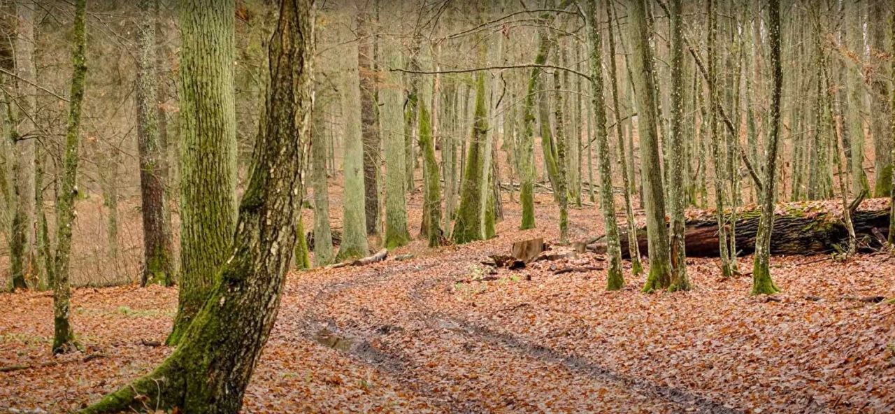 Działka leśna Doły. Zdjęcie 5