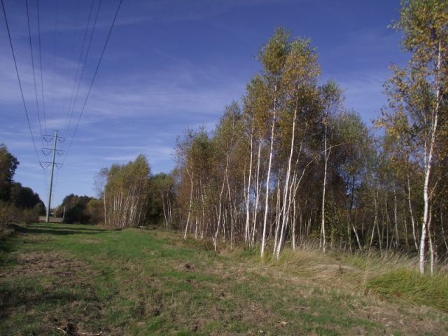 Działka siedliskowa Radomia Orzewo. Zdjęcie 3