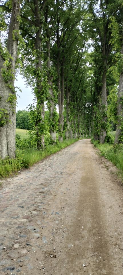 Działka budowlana Widlino. Zdjęcie 4