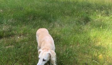 Działka rolno-budowlana Brzózki