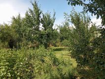 Działka rod Wieluń, ul. Elizy Orzeszkowej. Zdjęcie 4