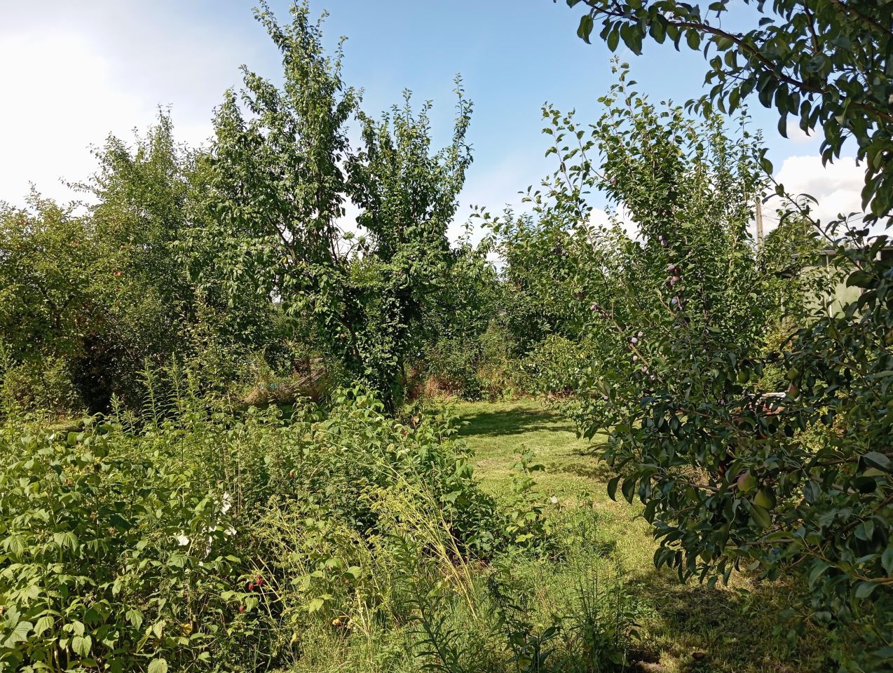 Działka rod Wieluń, ul. Elizy Orzeszkowej. Zdjęcie 5