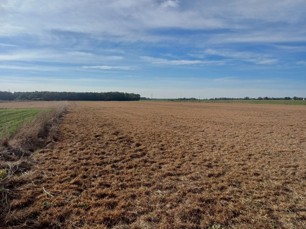 Działka rolna Zalesie. Zdjęcie 4