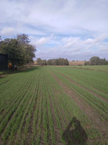 Działka budowlana Lubiewo. Zdjęcie 1