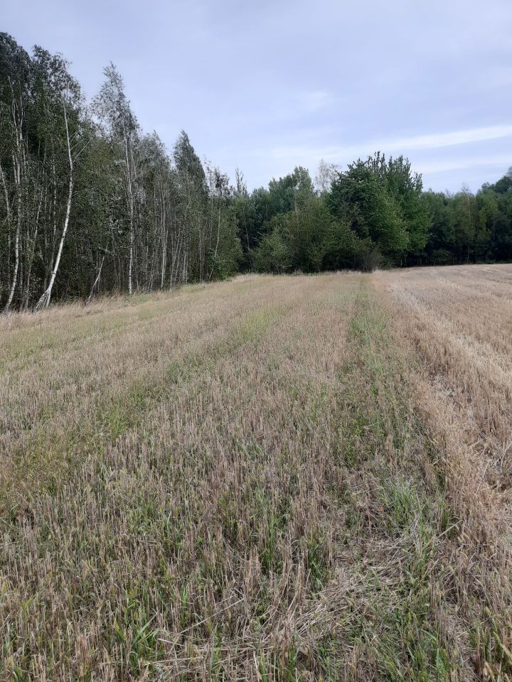 Działka rolna Zbucz. Zdjęcie 2