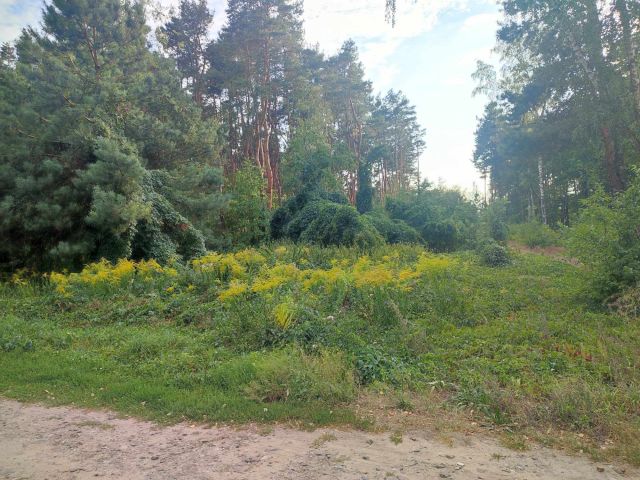 Działka leśna Kady, ul. Hetmańska. Zdjęcie 4