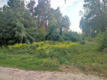 Działka leśna Kady, ul. Hetmańska. Zdjęcie 3