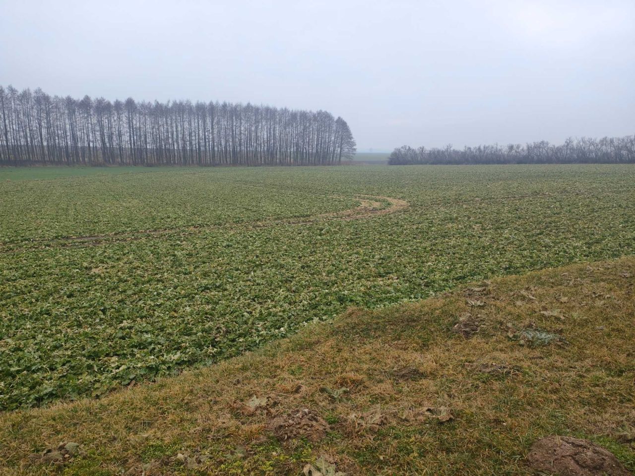 Działka rolna Cieśle Małe. Zdjęcie 3