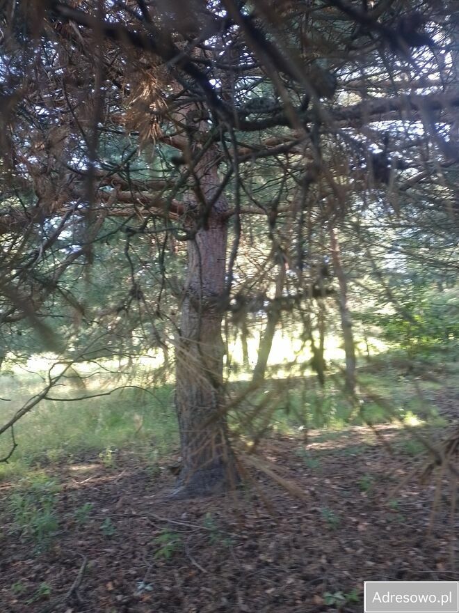 Działka budowlana Kożuszki-Parcel. Zdjęcie 4