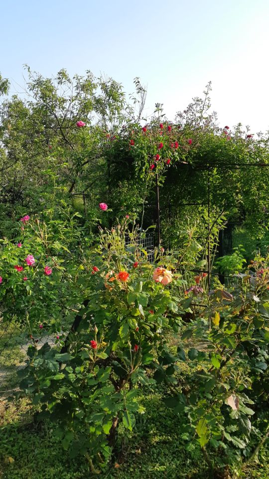 Działka rod Zielona Góra Centrum, ul. Andrzeja Struga. Zdjęcie 7