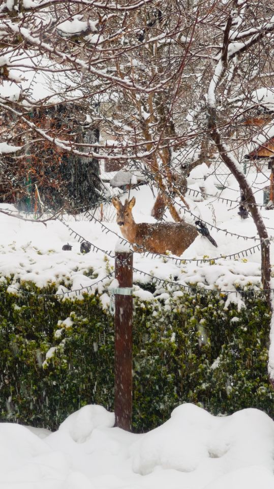 Działka rod Gdańsk Kokoszki, ul. Nowatorów. Zdjęcie 20