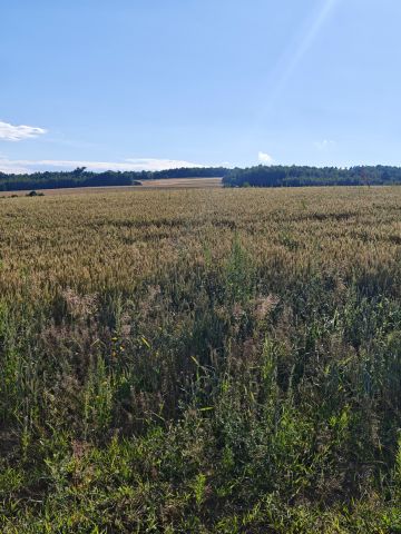 Działka rolno-budowlana Bogoniowice Bugaj. Zdjęcie 1