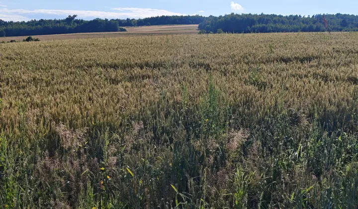 Działka rolno-budowlana Bogoniowice Bugaj