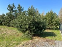 Działka budowlana Julianów, ul. Graniczna. Zdjęcie 3