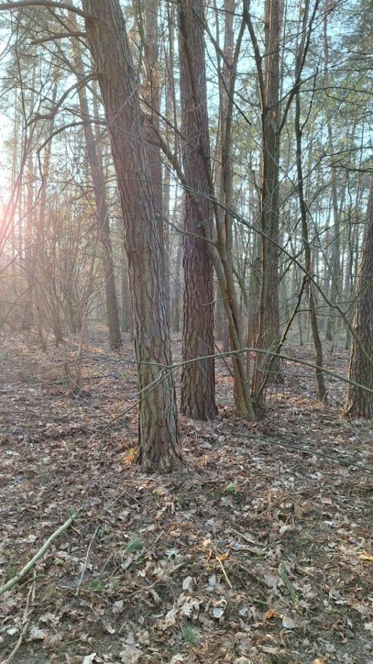 Działka leśna Przesmyki. Zdjęcie 5