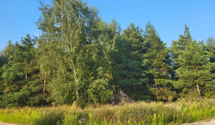 Działka budowlana Wierzyce, os. Topolowe